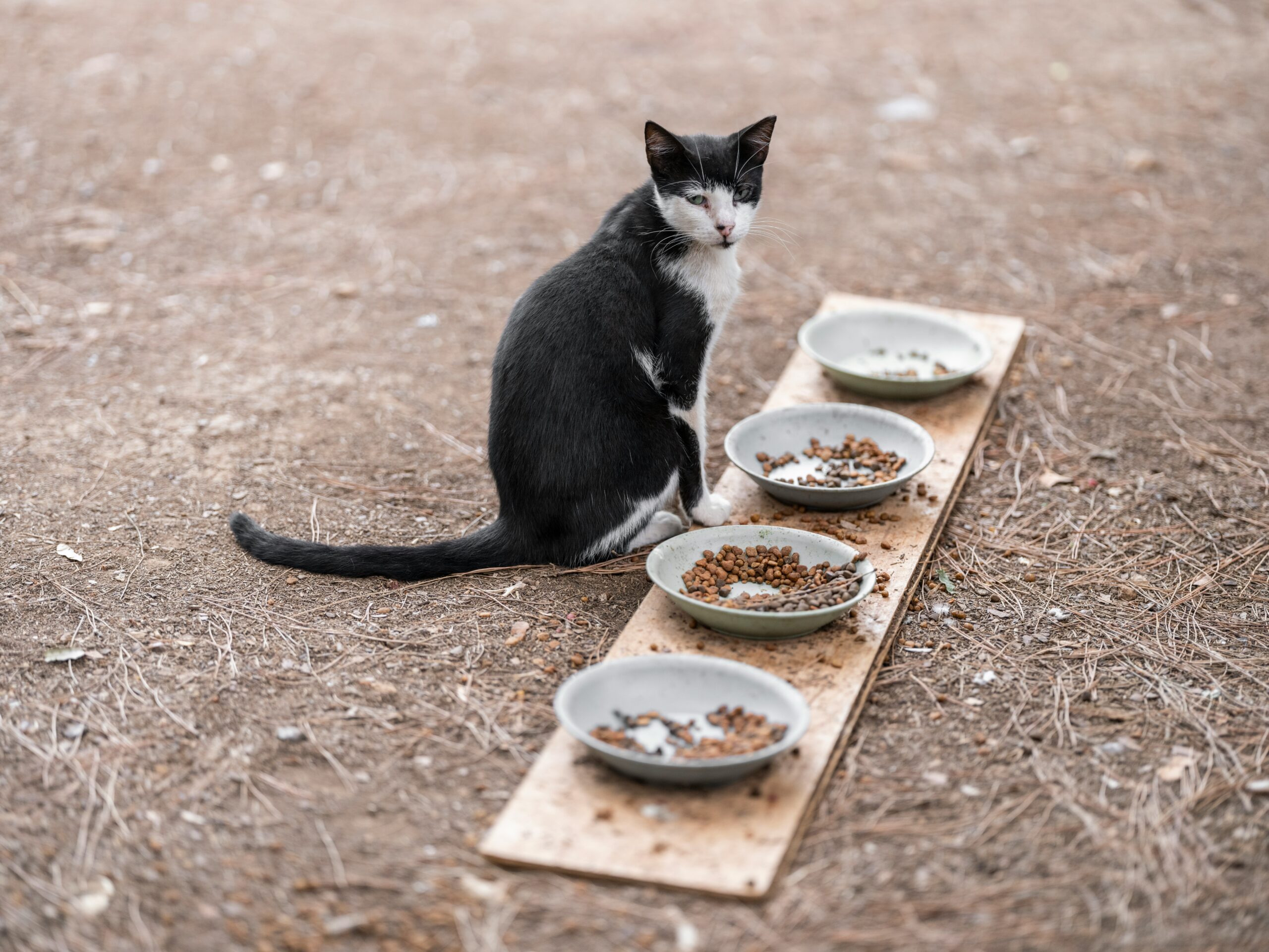 Ultimate Food Guide For Your Kitten: Ensuring A Healthy Life