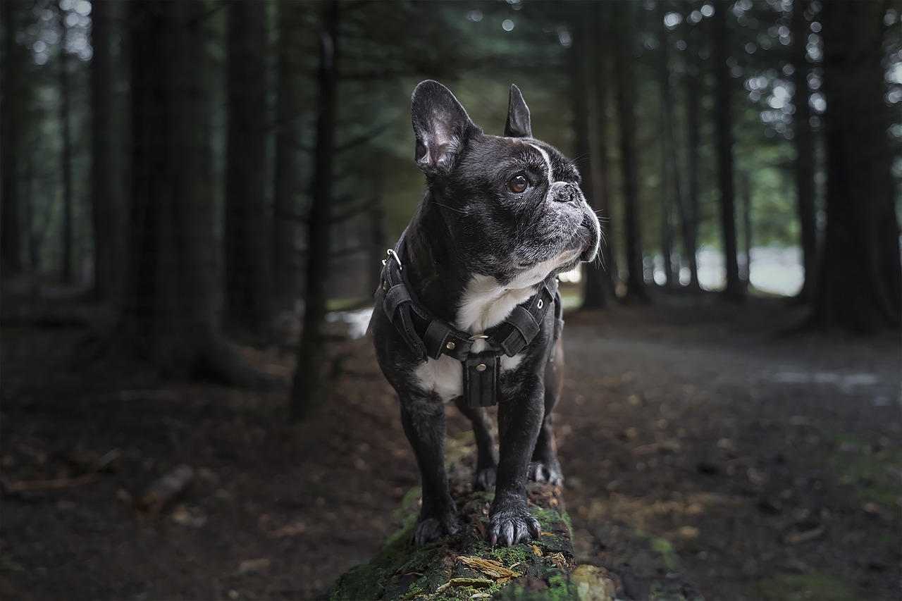 Top 10 Best Food Options for Your French Bulldog