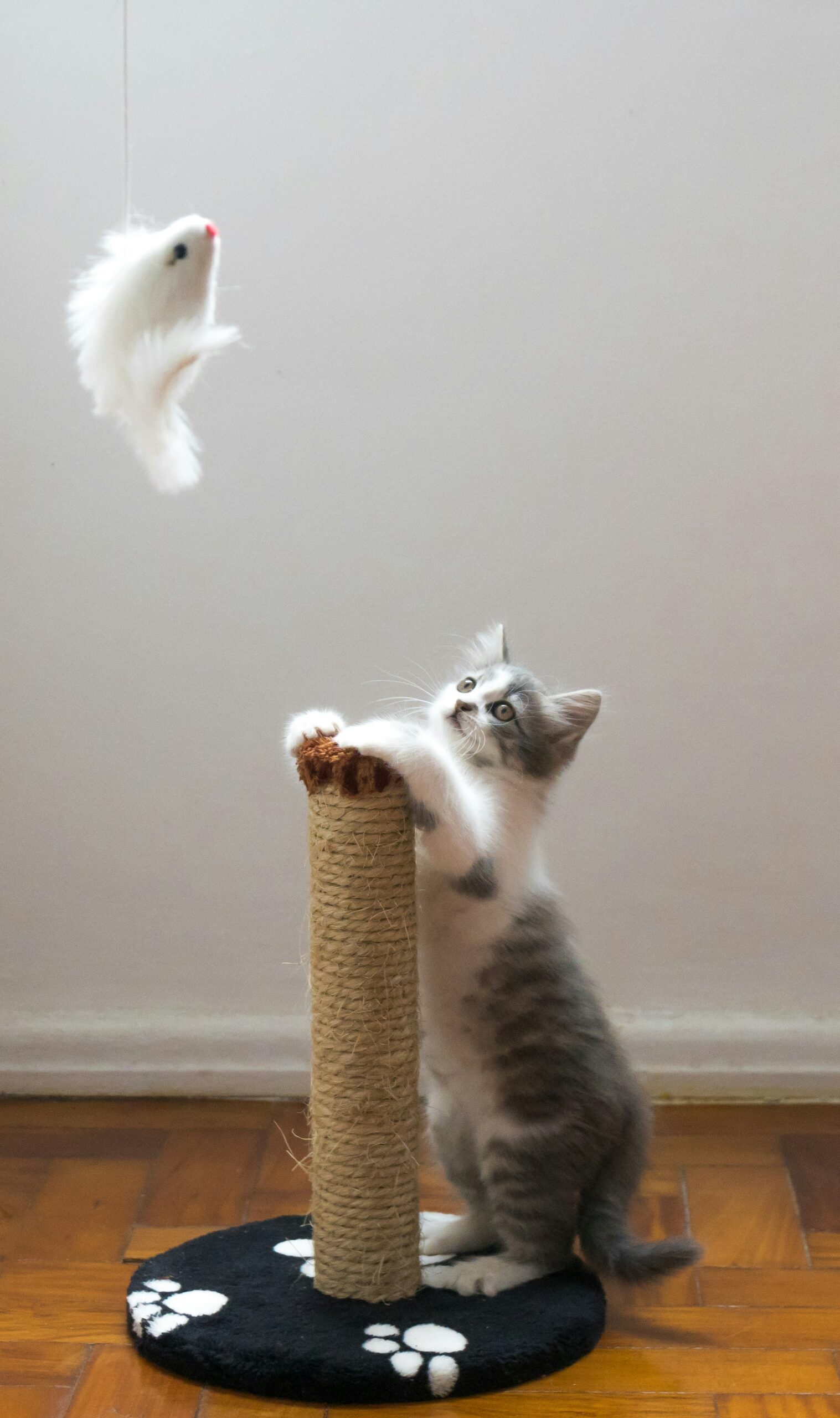 Top 10 Greatest Cat Toys for a Happier Feline Life