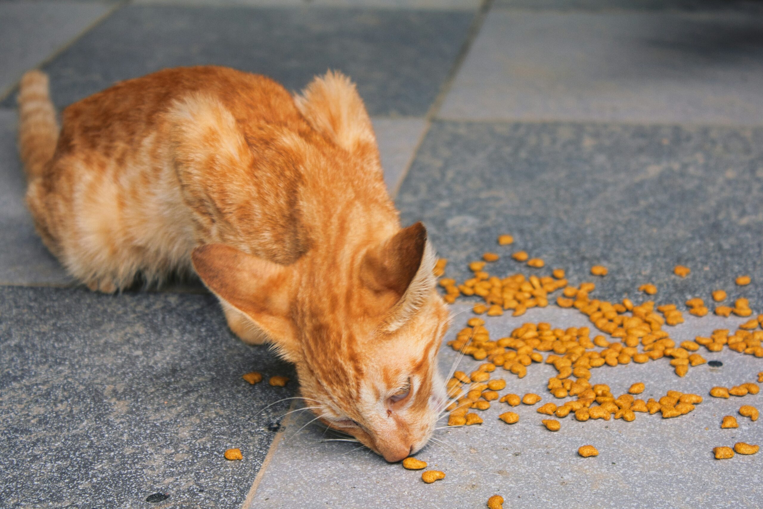 5 Revolutionary Cat Foods In 2025, Recommended By Vets