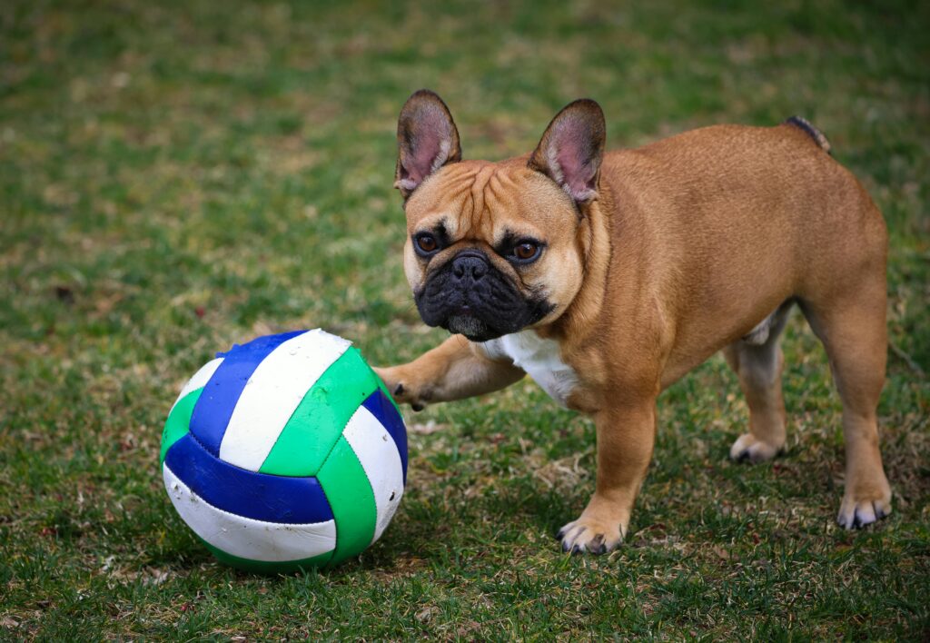 A playful French Bulldog interacting with a volleyball on a grassy field, showcasing animal fun.