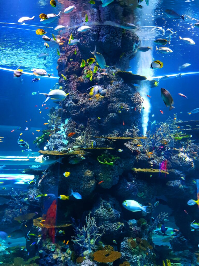 A colorful display of marine life at an aquarium in Singapore, showcasing diverse tropical fish and coral formations.