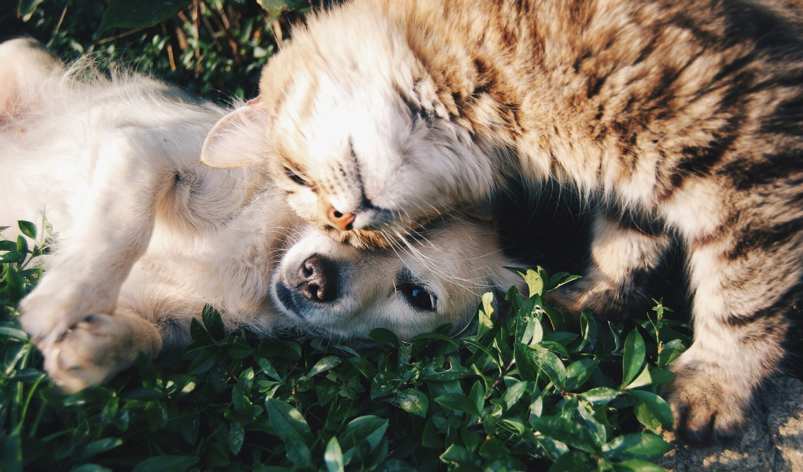 The Ultimate Guide to Dog and Cat Products: Food, Toys, and More