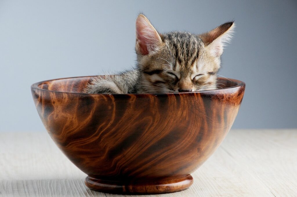 pet, cat, sleeping their palate, snooze, cat in bowl, cat, cat, cat, cat, cat, snooze, snooze, cat in bowl, animal, cat in bowl, cat in bowl